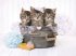 Puzzle 500 HQC KITTENS AND SOAP - Clementoni