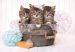 Lovely Kittens - 180 db-os cicás puzzle - Clementoni