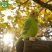 Plüss papagáj hanggal 11 cm - zöld - környezetbarát